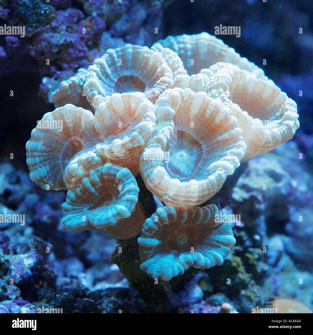 Zuckerstangenanemone Fotos und Bildmaterial in hoher Auflösung Alamy
