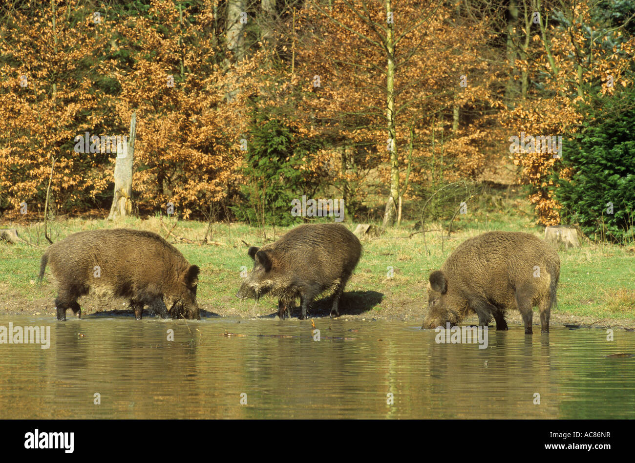Wildschwein - Wild sät am Ufer / Sus Scrofa Stockfoto