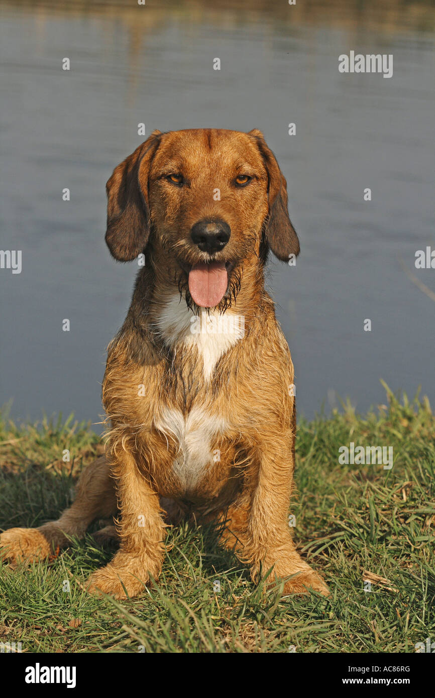 die Hälfte züchten Hund (Dachsbracke und Deutsch Drahthaar) - Sitzung Stockfoto