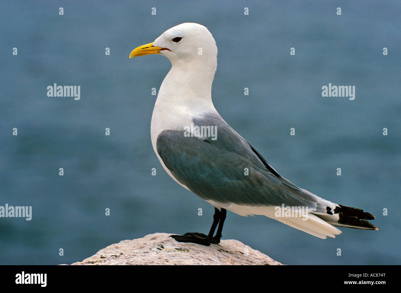 Kittiwake - auf Felsen / Rissa Tridactyla Stockfoto