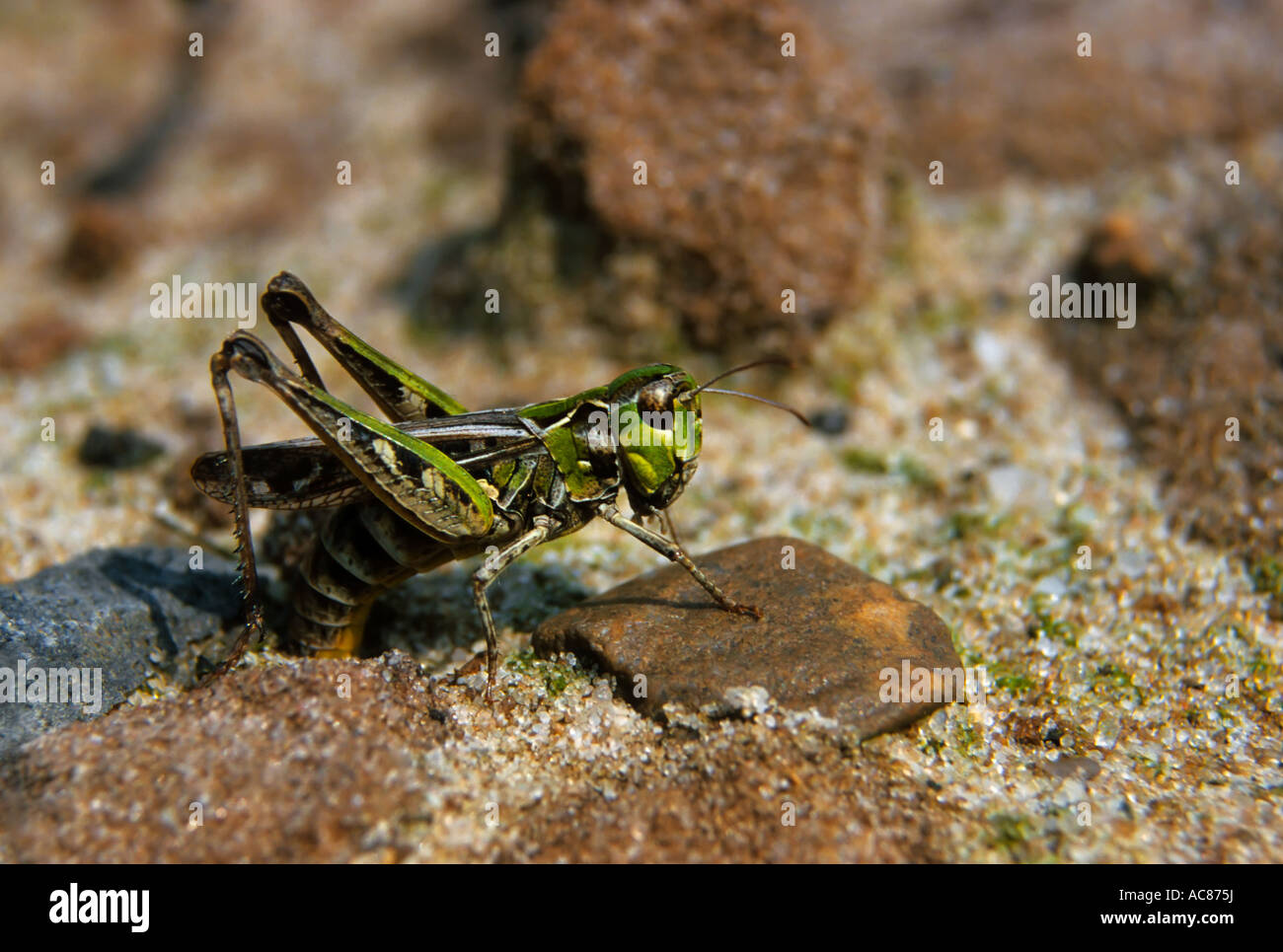 fleckige Grasshopper - Eiablage / Myrmeleotettix Maculatus Stockfoto