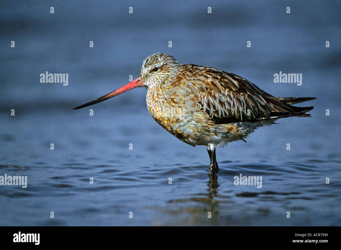 Bar-tailed Schnepfen - im Wasser / Limosa Lapponica Stockfoto