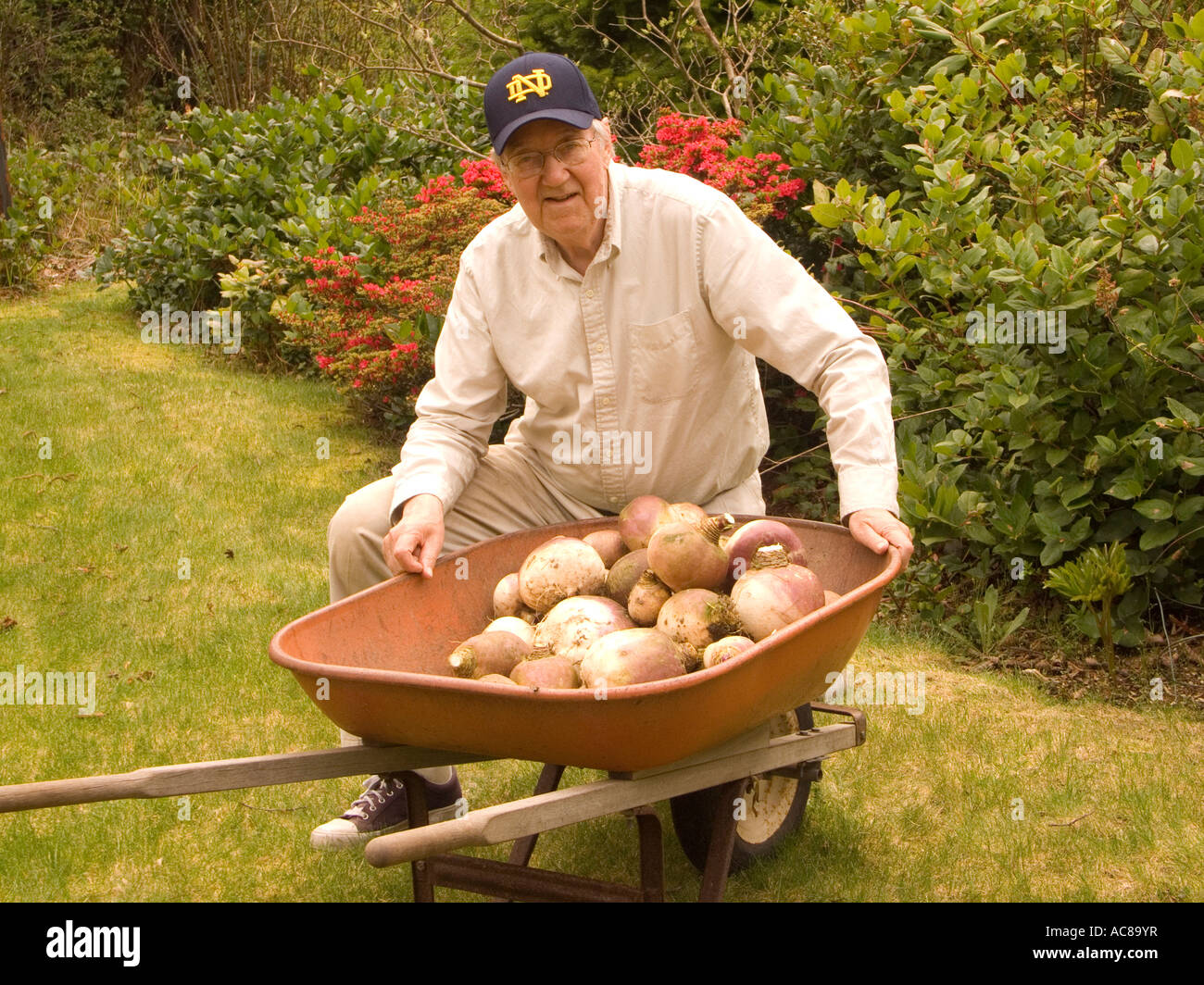 Stolze Gärtner stellt mit dem Ergebnis seiner Arbeit eine Ernte von großen Rüben bereit für den Tisch Stockfoto