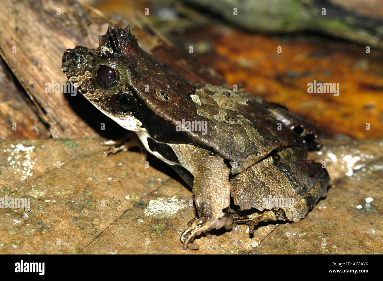 Eyelashed Wald Frosch (Edalorhina Perezi) von Verfassung, Ecuador. Stockfoto