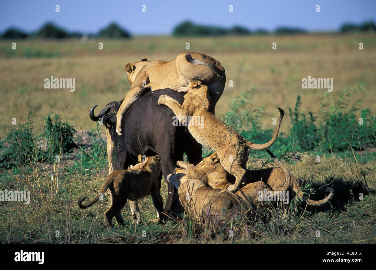 Löwe stolz Angriff auf einen Büffel - eine Löwin hängt auf der einen Büffel Kuh als andere Klettern, um auf den Rumpf und die Beine beißen Stockfoto