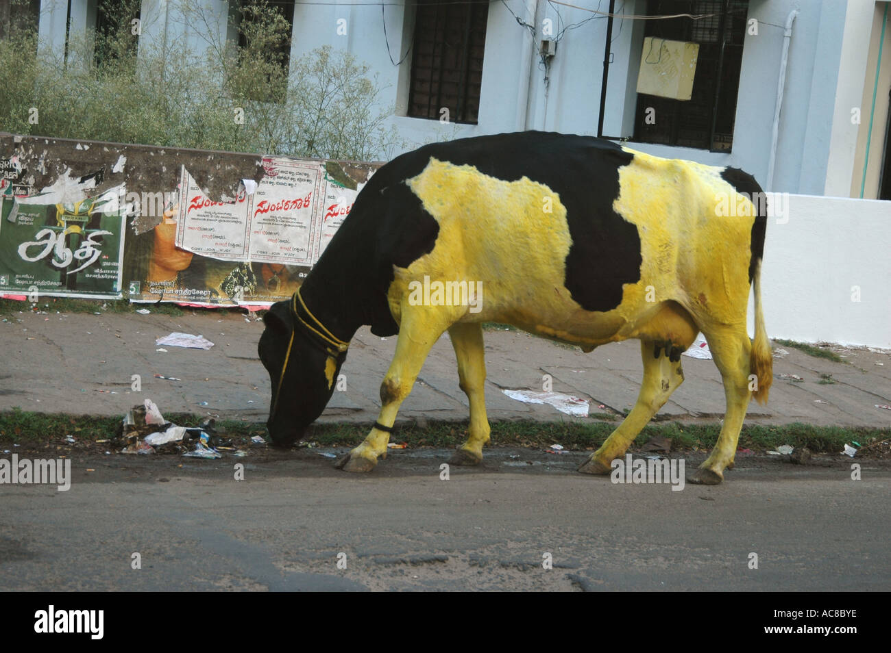 SMA79138 schwarz-gelbe Kuh Essen Müll Mysore Karnataka Indien Stockfoto