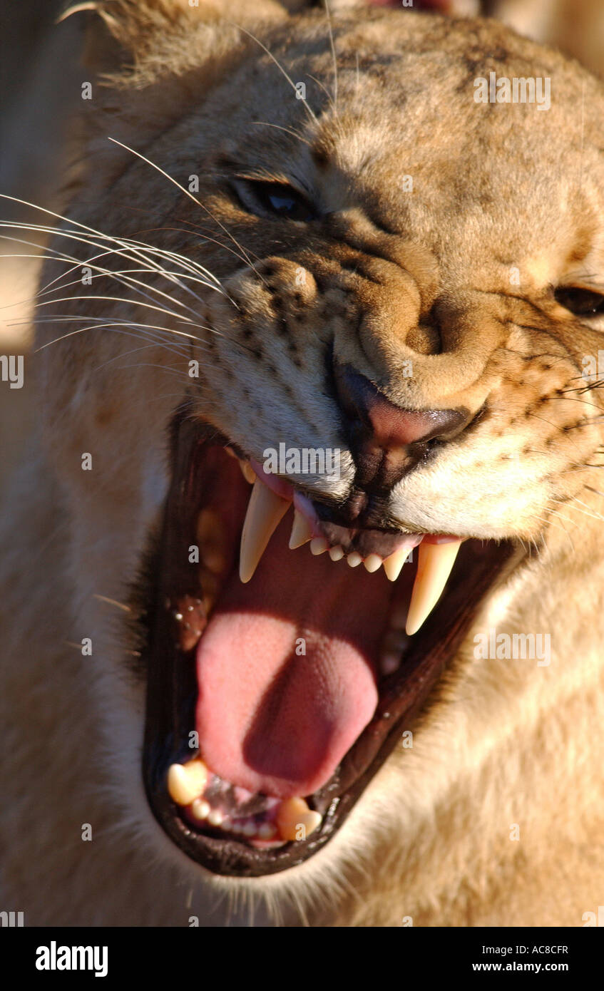 Löwe, Knurren zeigt große Eckzähne Johannesburg; Südafrika Stockfoto