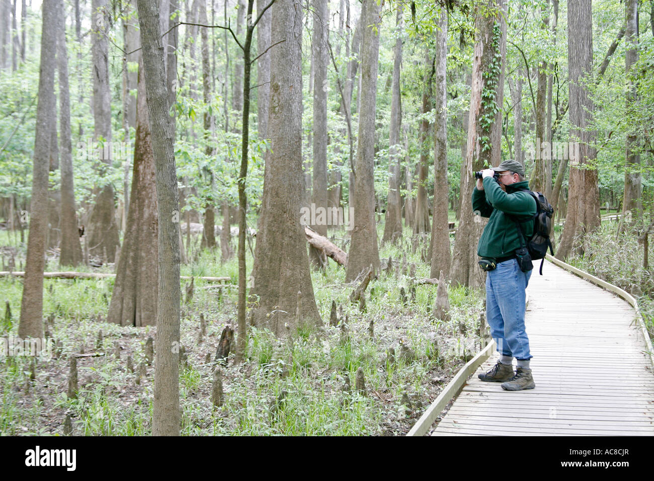 Vogelbeobachter an Congaree Nationalpark South Carolina Stockfoto