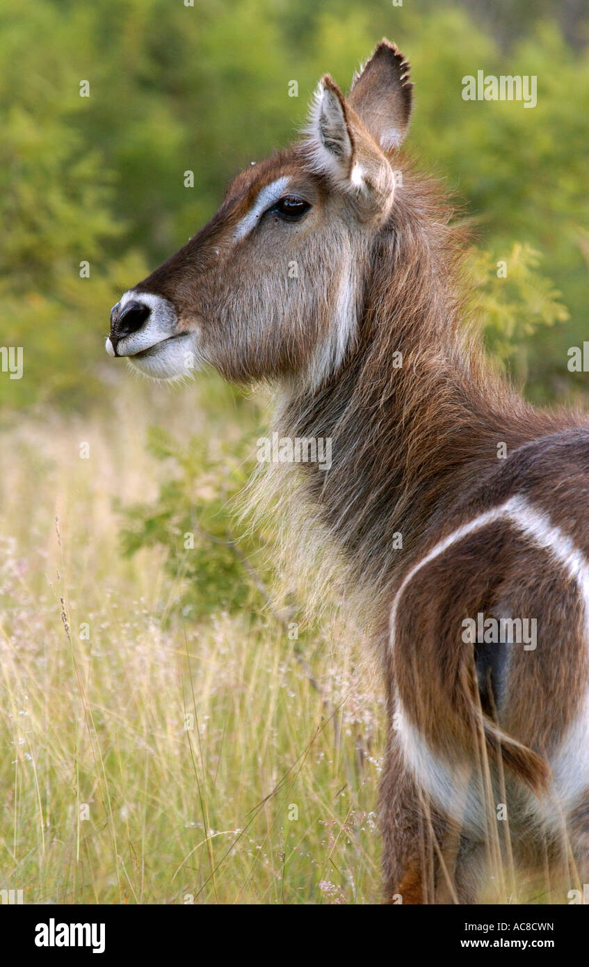 Wasserbock Ewe angesehen von hinten zeigen die diagnostische weißen Ring auf den Hintern Südafrika Stockfoto