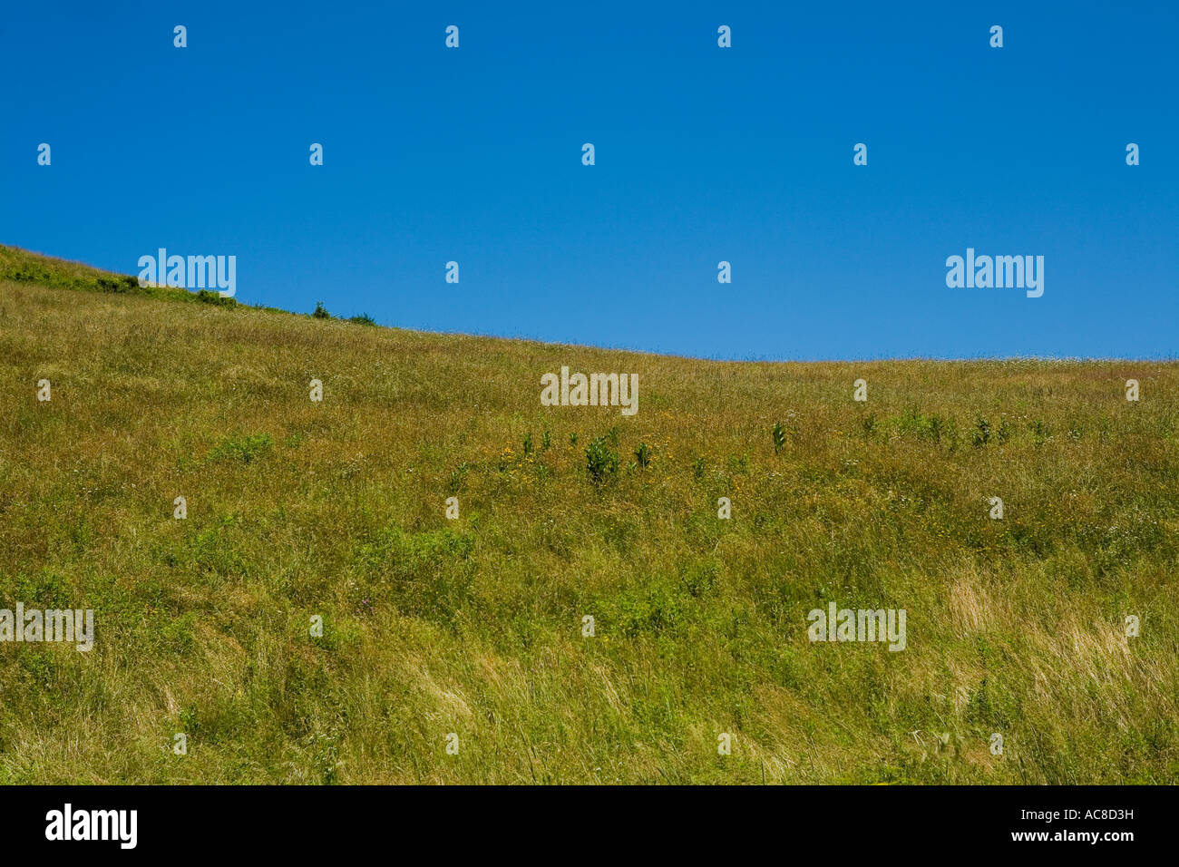 Ein Feld im Sommer Washington County im US-Bundesstaat New York Stockfoto