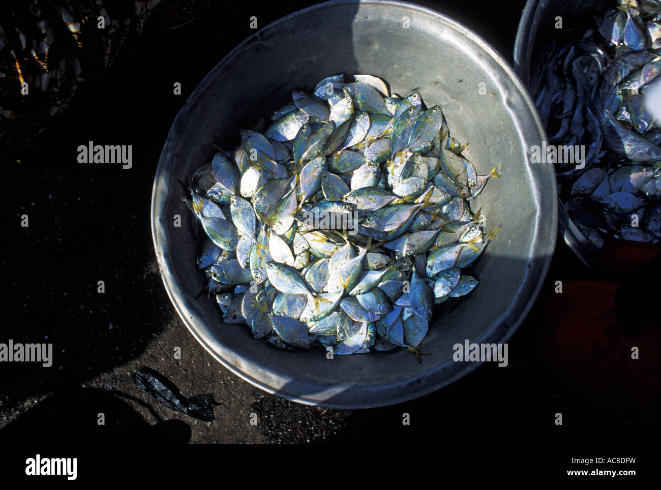 Eimer voll mit kleinen Silberfisch gefangen off-Shore-Elmina Hafen; Ghana Stockfoto