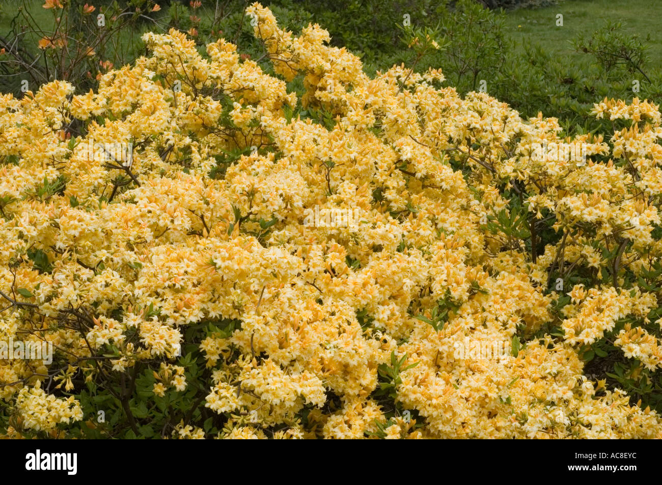 rhododendron kali RedCrocus Calsap Rhododendron Evergreen Shrub, Pink Blooms, Shade-Tolerant,  Deer Resistant, Container & Garden Plant, Pet Safe, Well-Draining Acidic