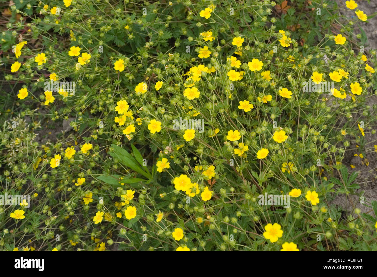 Leuchtend gelbe Blüten der Bergpflanze Rosaceae Potentilla aurea, auch bekannt als goldenes Cinquefoil, blühen in einem üppig grünen Feld. Stockfoto