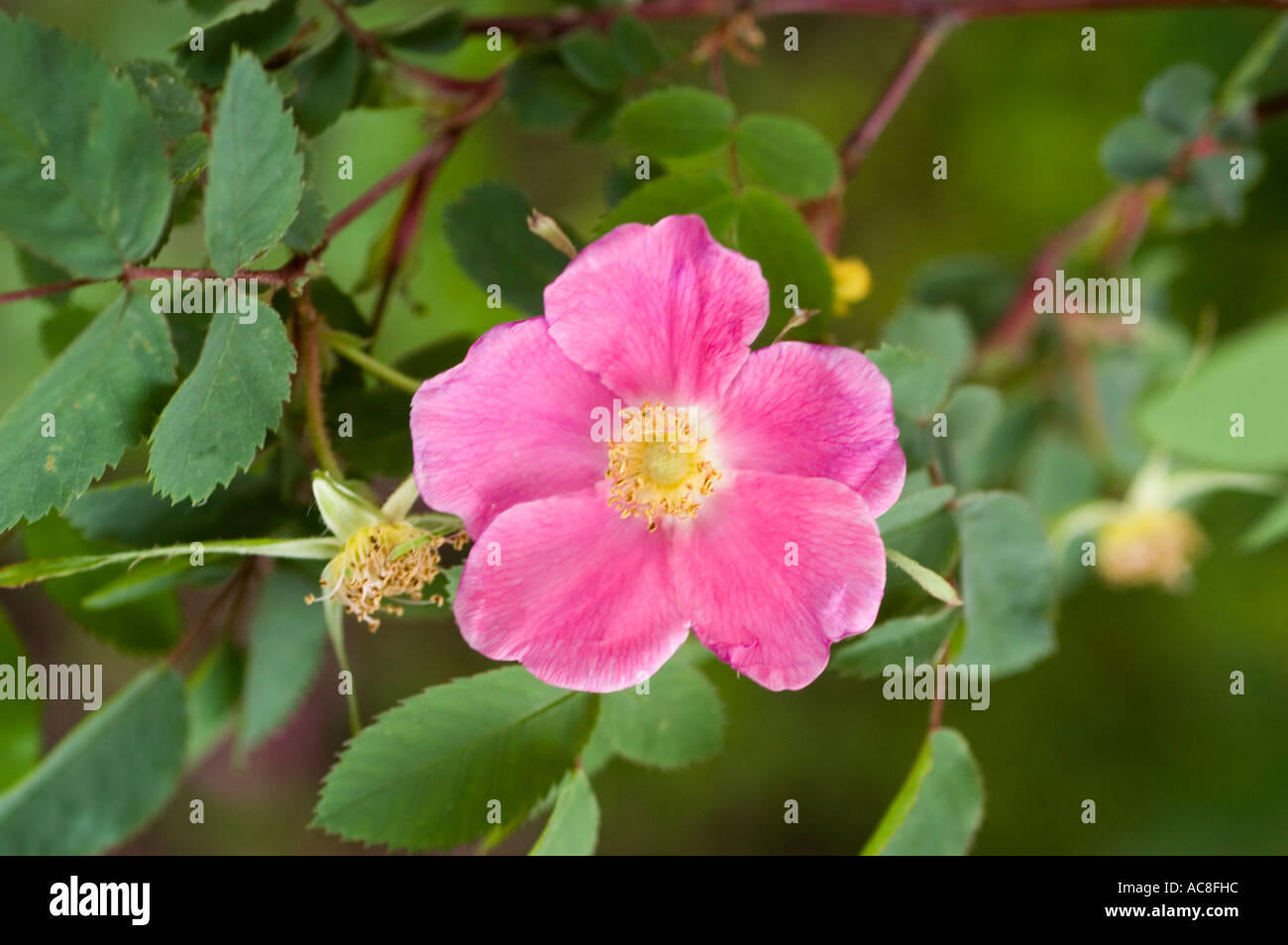 Rosa Glauca Nova E2 Vill Schweden XX. Jh. Stockfoto