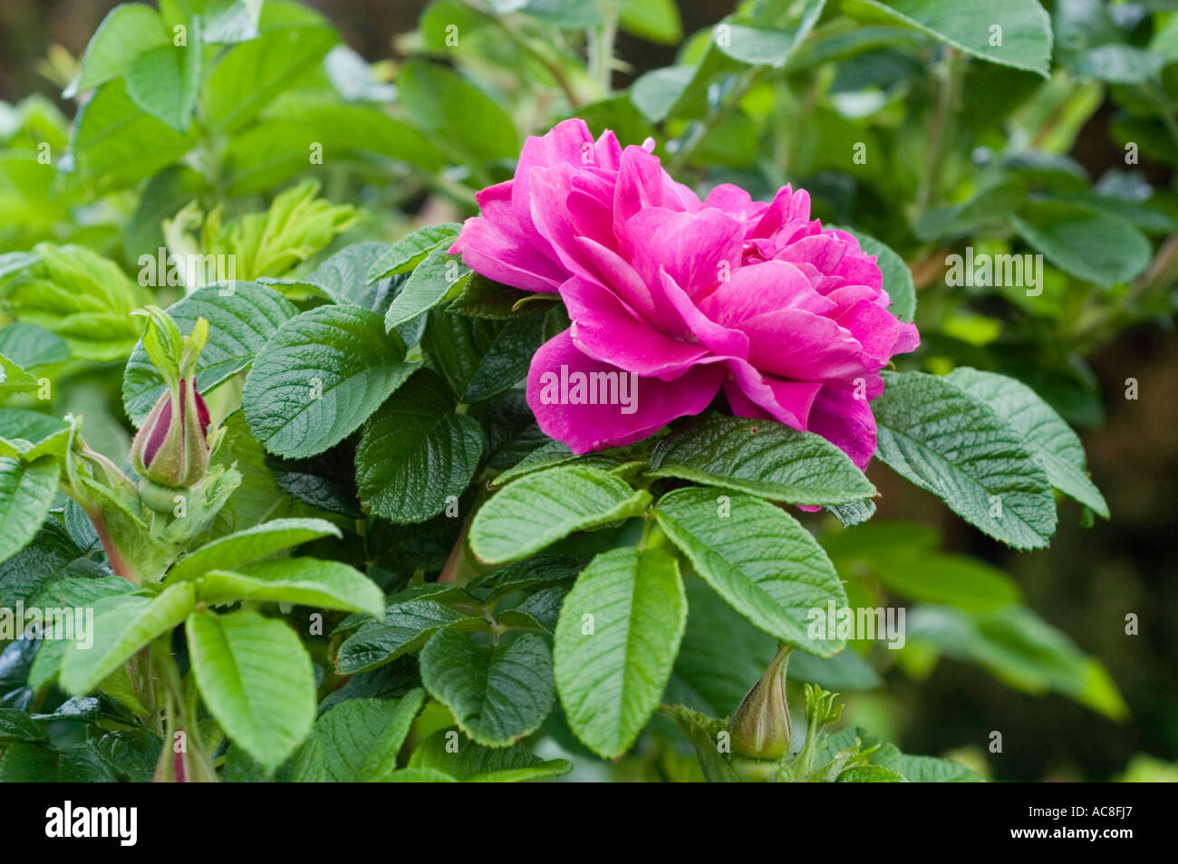 Rosa rose Nahaufnahme Rosa Glauca Nova E2 Vill Schweden XX. Jh. Stockfoto