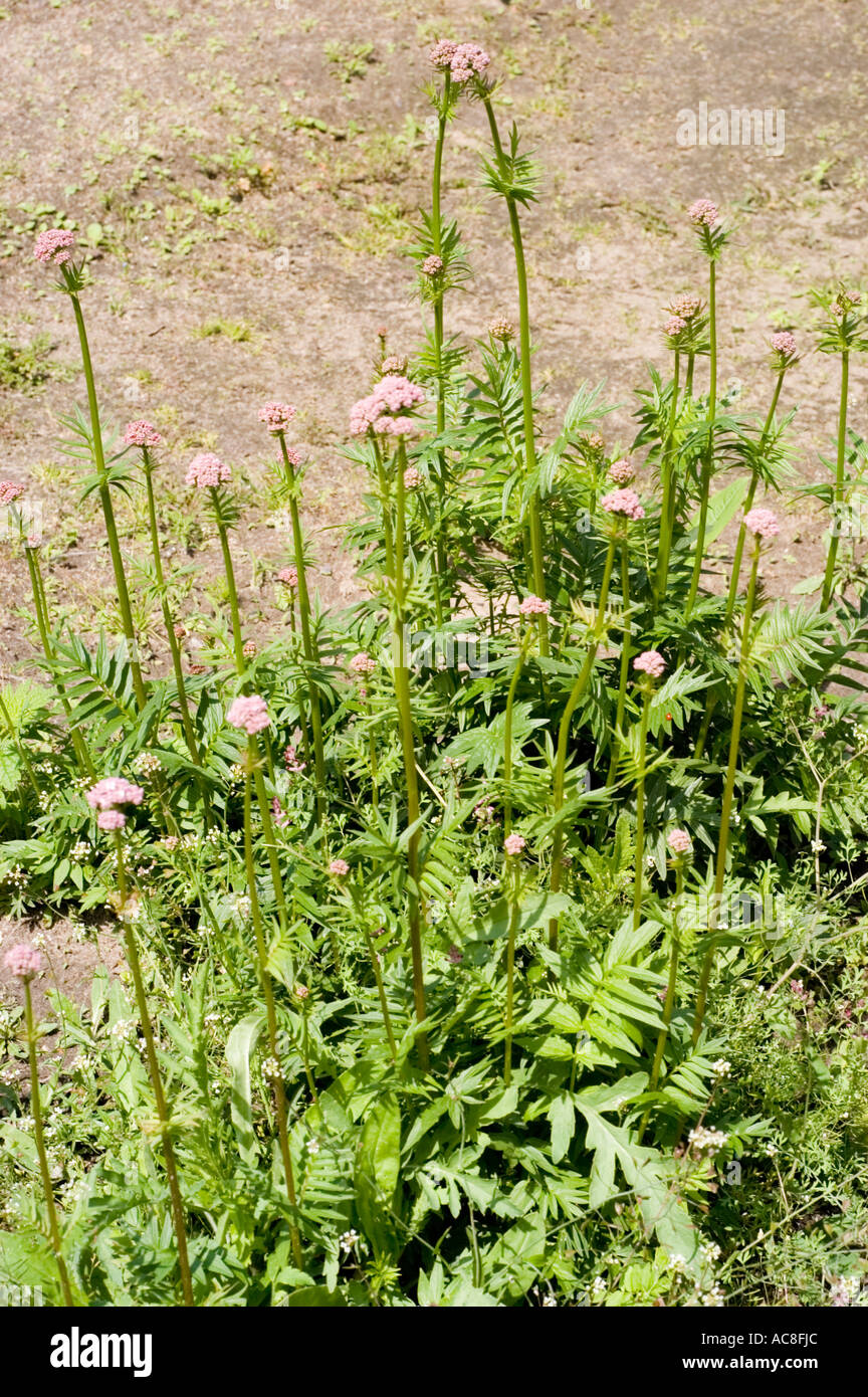 Rosa Baldrian-Blüten im frühen Stadium der Entwicklung Frühling Stockfoto
