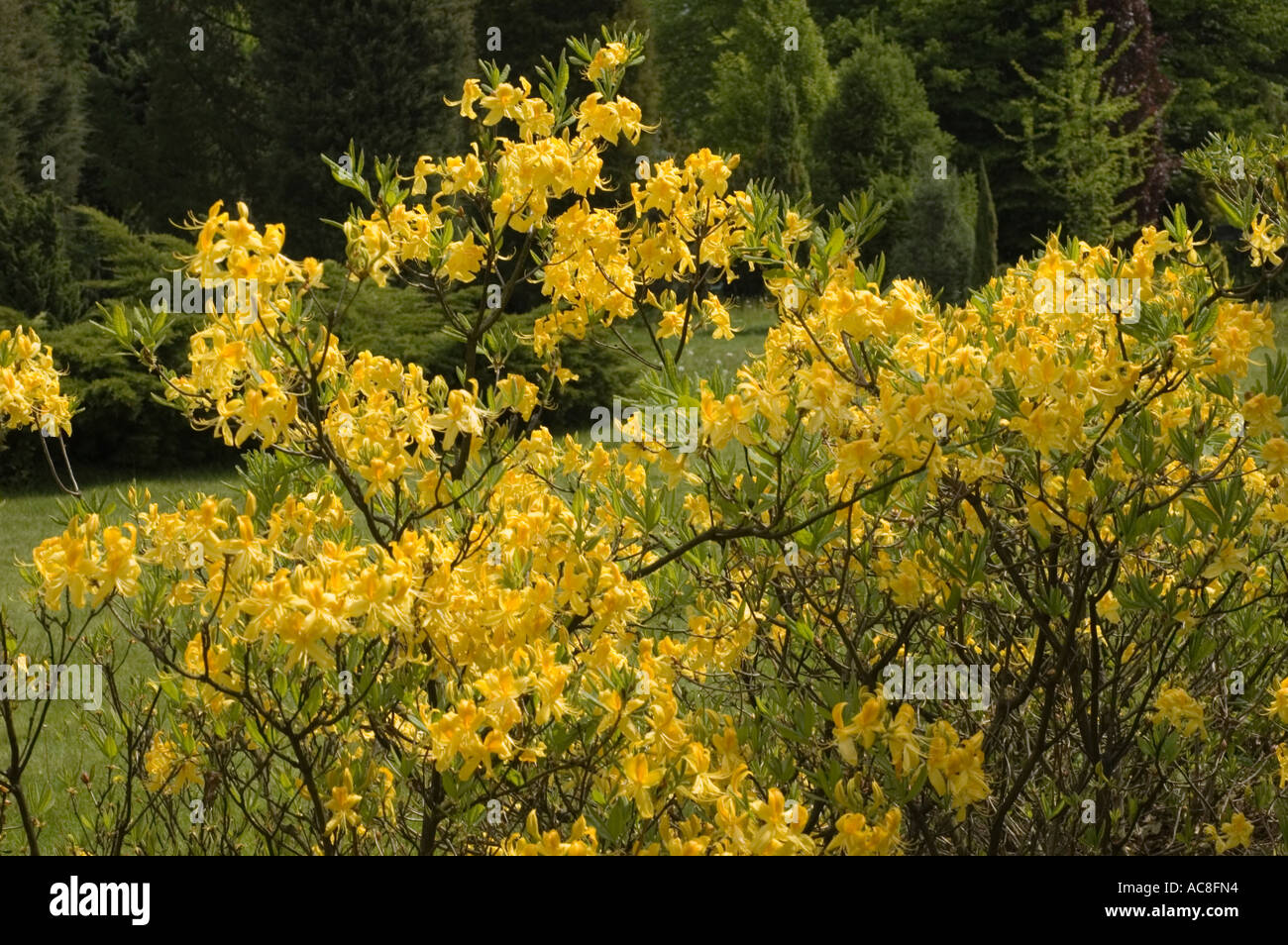 Leuchtend gelber Duft Azaleen (Rhododendron luteum) blht in einem ppigen  Garten. Wunderschner Ericaaceae-Strucher mit duftenden gelben Blten  Stockfotografie - Alamy