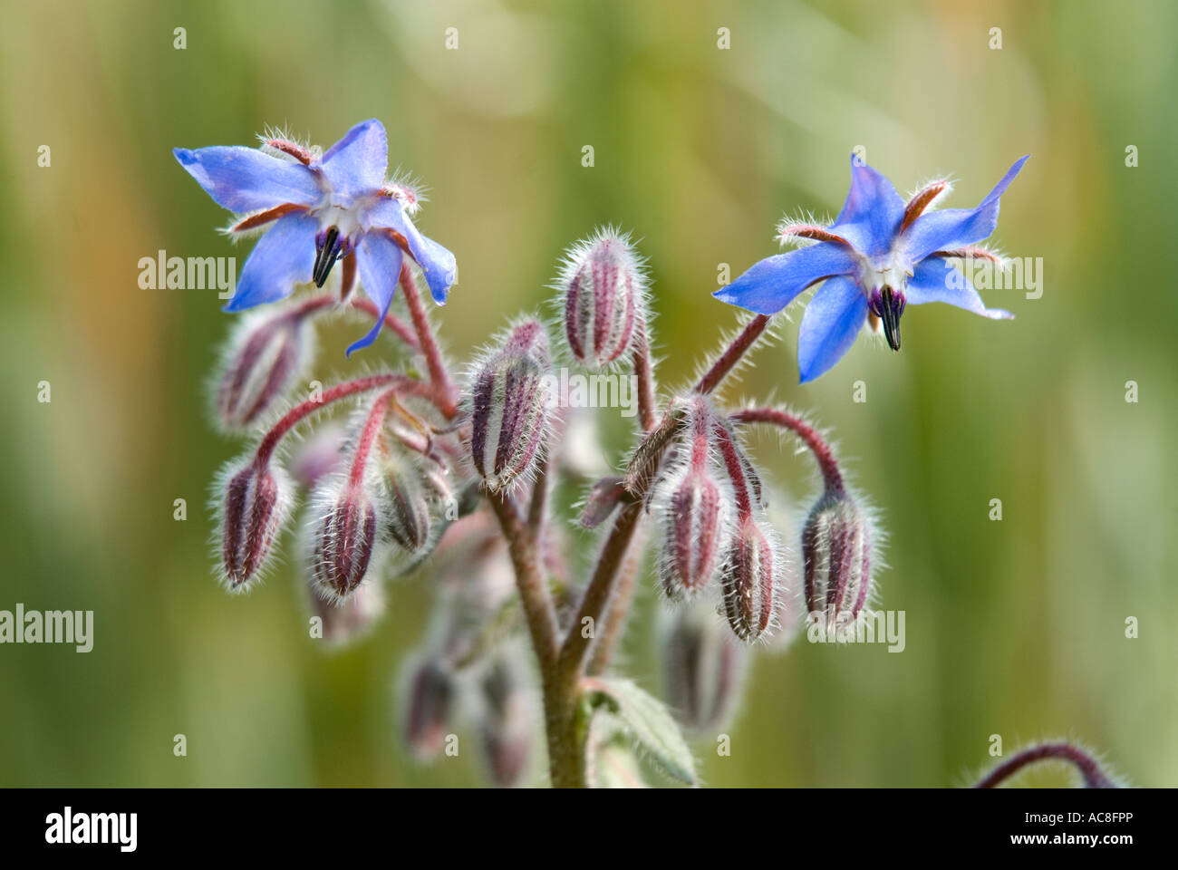 Borretsch Borrango Officinalis Heilpflanze Stockfoto