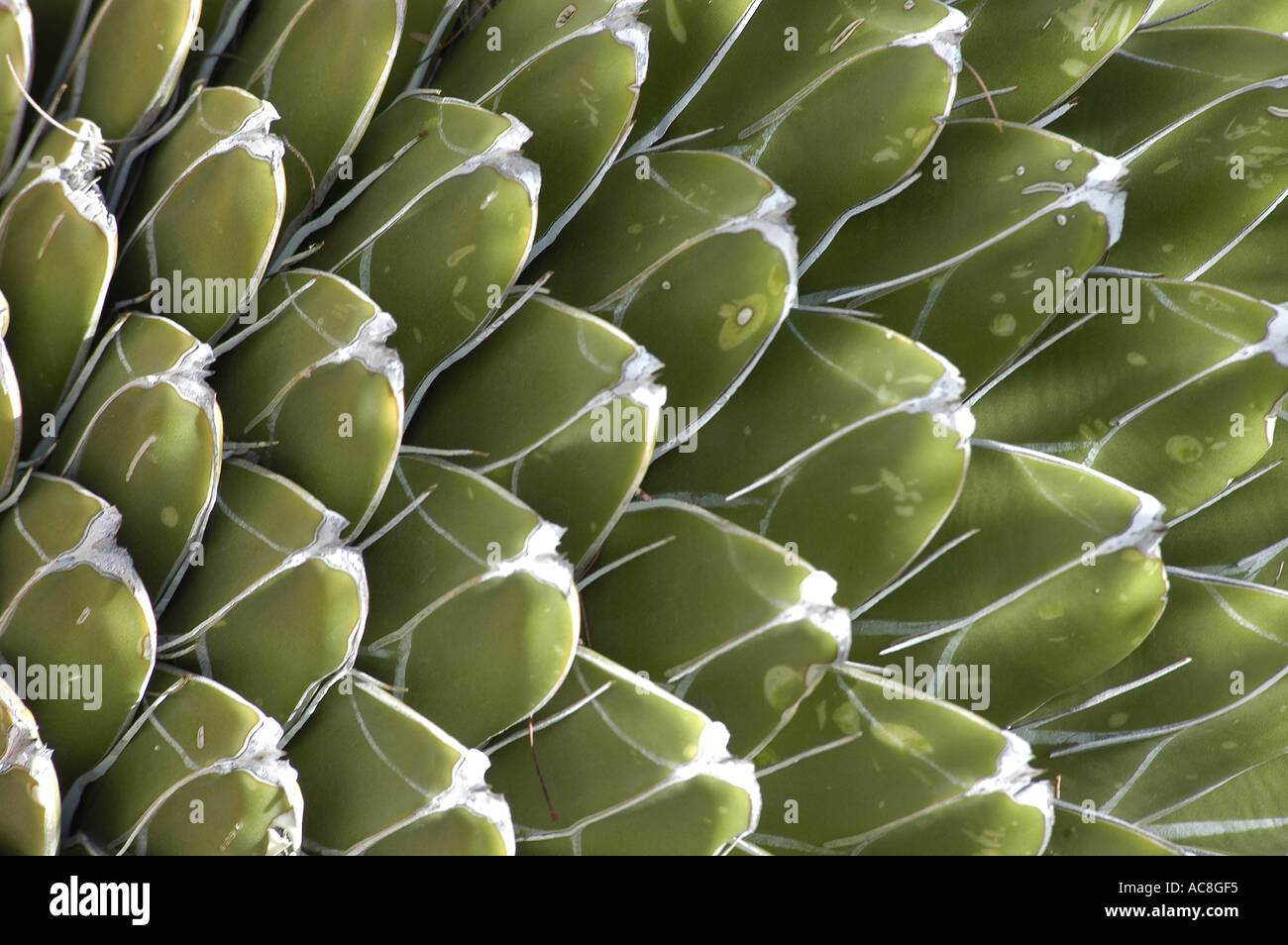 Agave Victoria Regina Queens Victoria Agave saftigen Saguaro Nationalpark Sonora Hochland Wüste Peeling Lebensraum Arizona vereinen Stockfoto