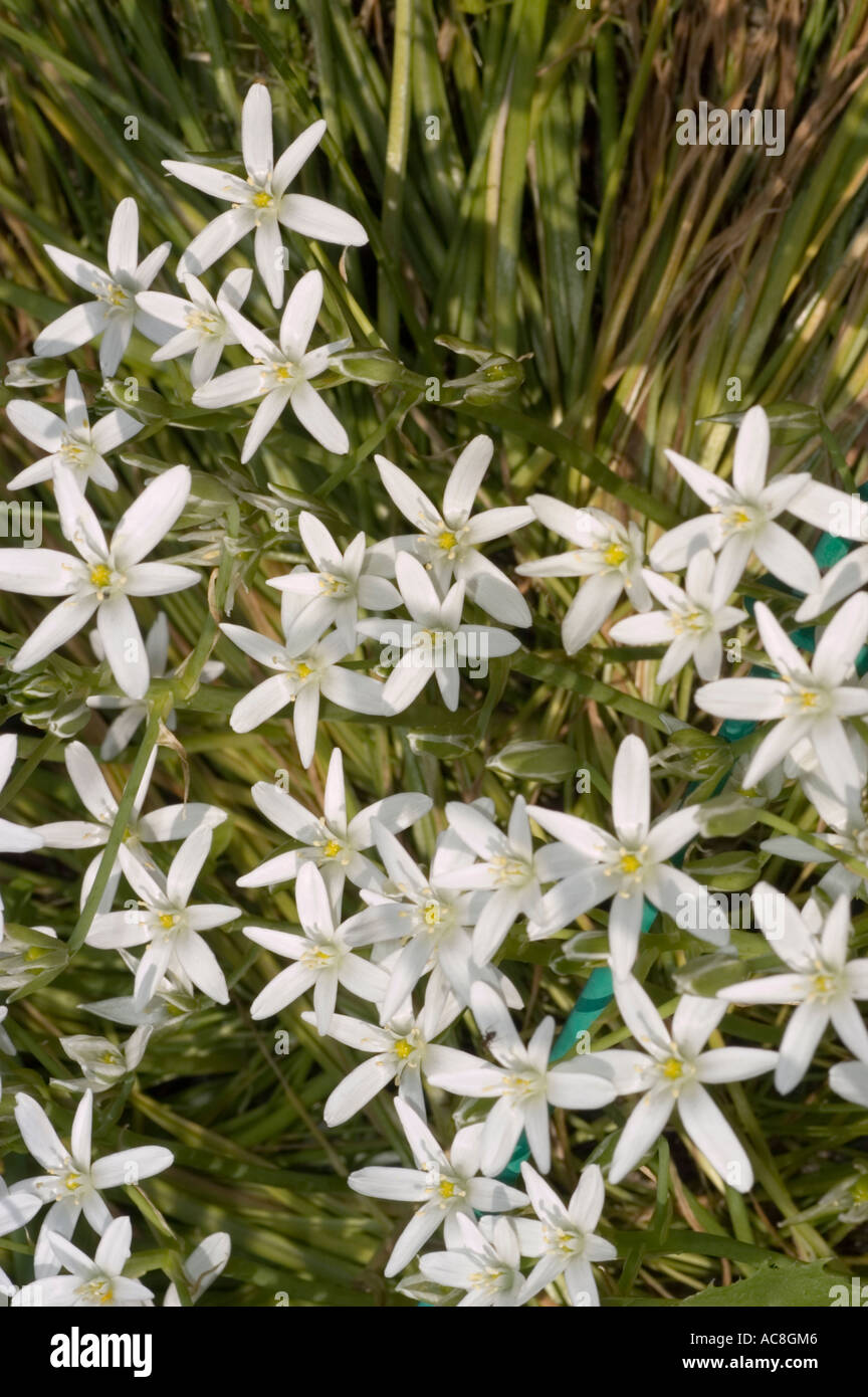 christbaum künstlich kaufen Snowflake“ 150 cm Weihnachtsbaum PVC 1015