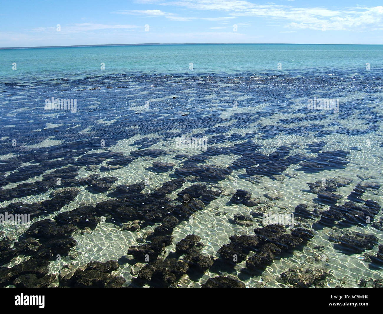 Stromatolithen im Hamelin Pool Shark Bay, Westaustralien Stockfoto