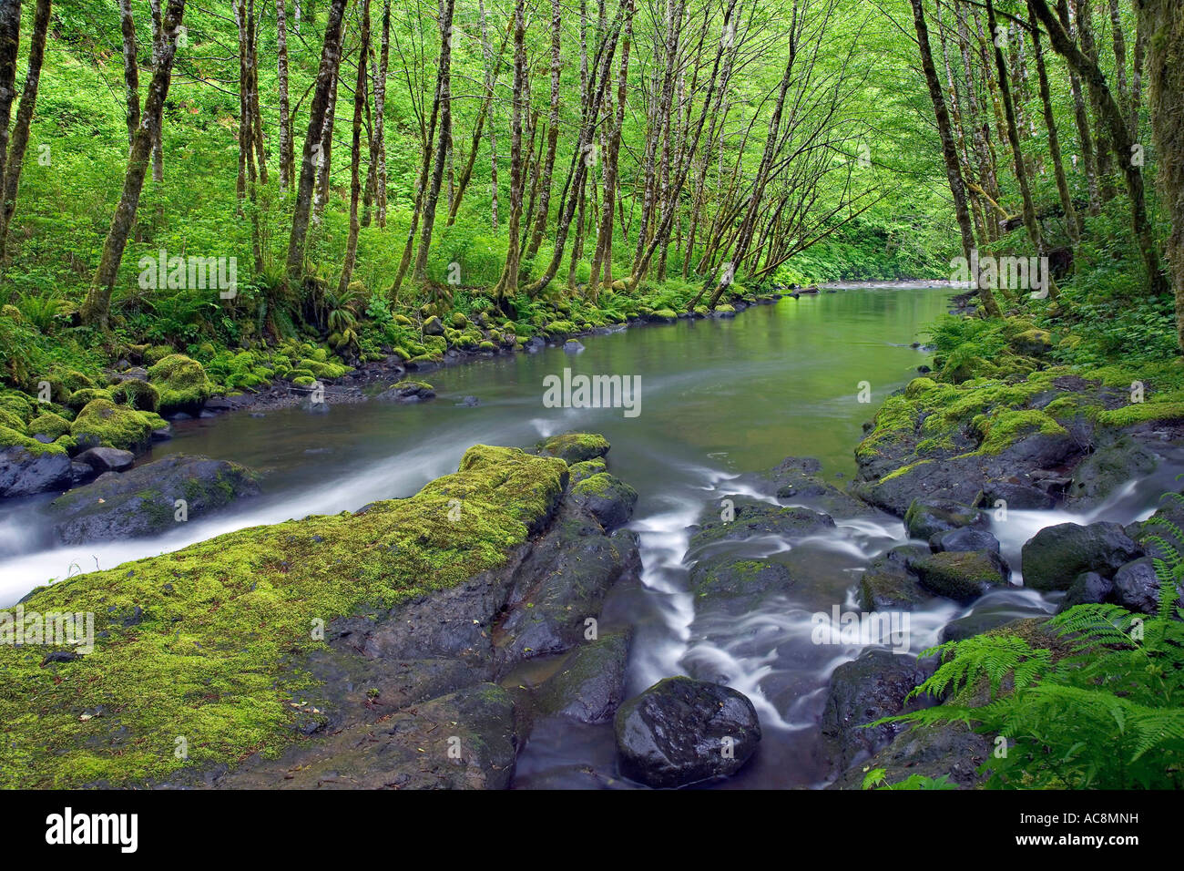 Fluss durch einen Wald, Nestucca River, Oregon, USA Stockfoto