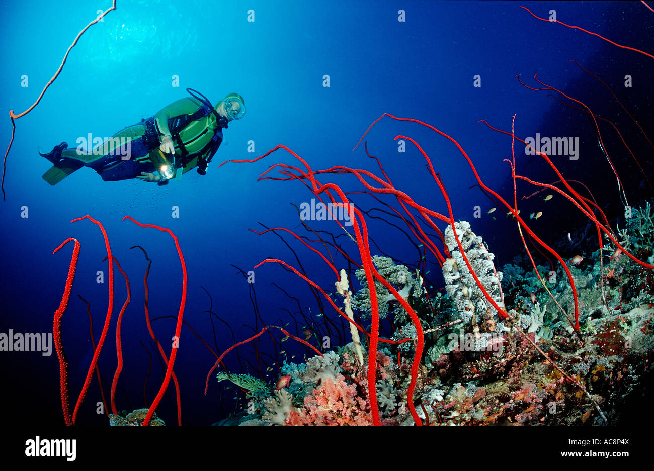 Taucher und rote Peitsche Korallen Juncella sp Sudan Afrika Rotes Meer Stockfoto