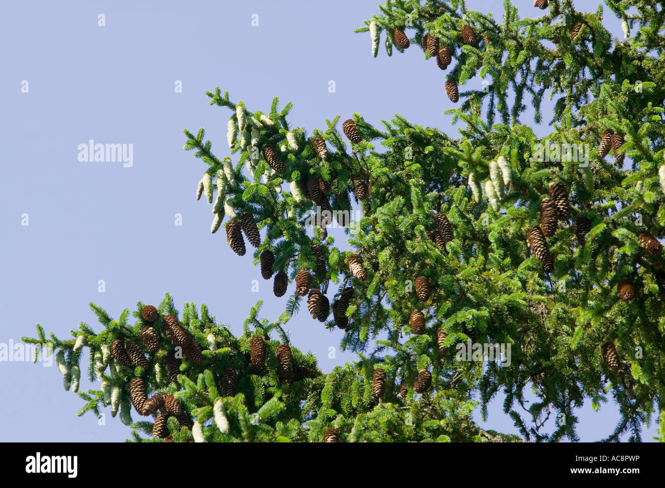 neue und alte Tannenzapfen auf einer Tanne in Flims, Schweiz Stockfoto
