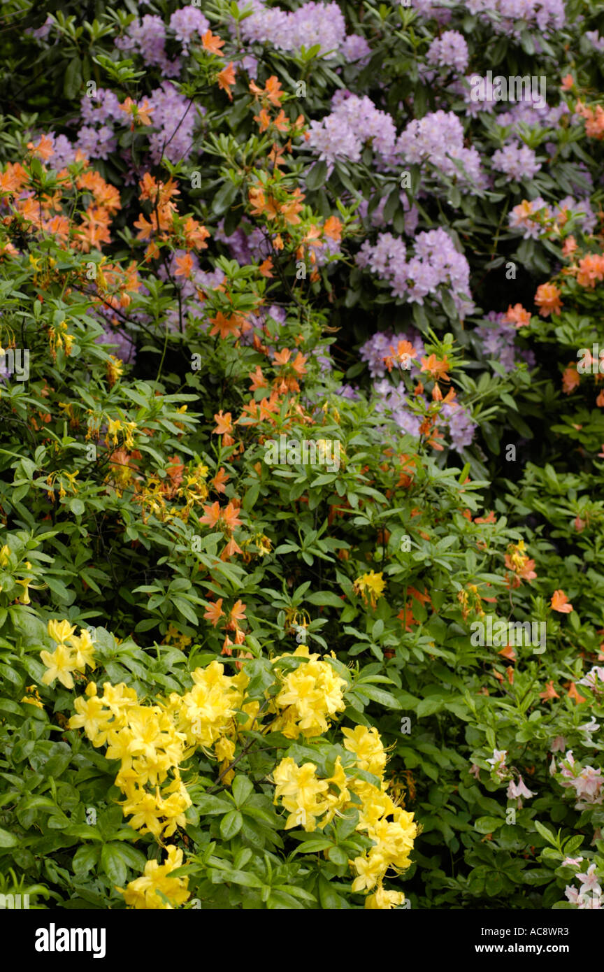 Ein üppiger Busch voller leuchtender violetter, oranger und gelber Azaleen oder Rhododendronblüten in voller Blüte, die eine farbenfrohe Gartenausstellung zeigen. Stockfoto