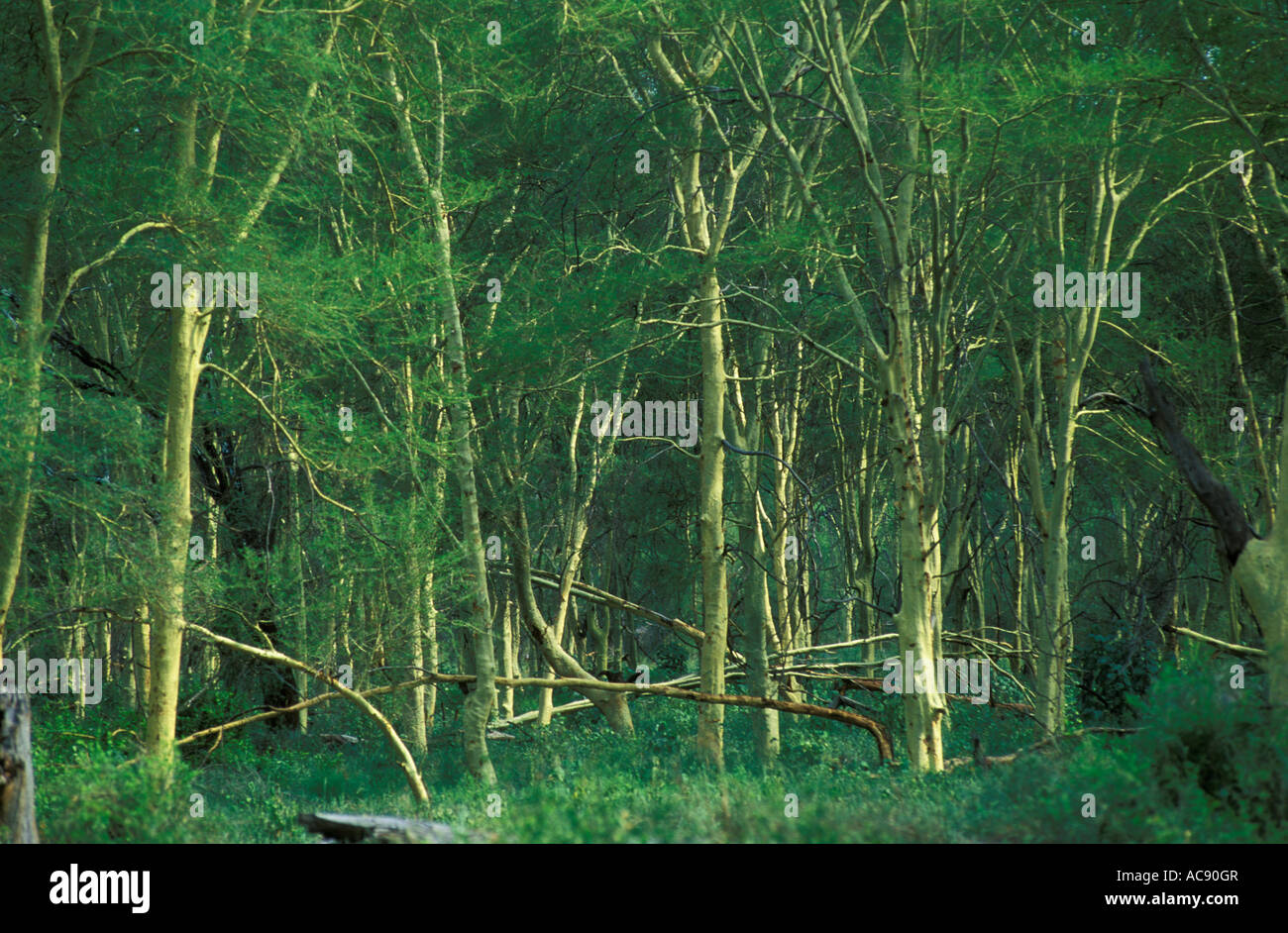 Ein Fieber Baum Naturwald (Acacia Xanthophloea) in der nördlichen Kruger National Park am Luvuvhu River. Stockfoto