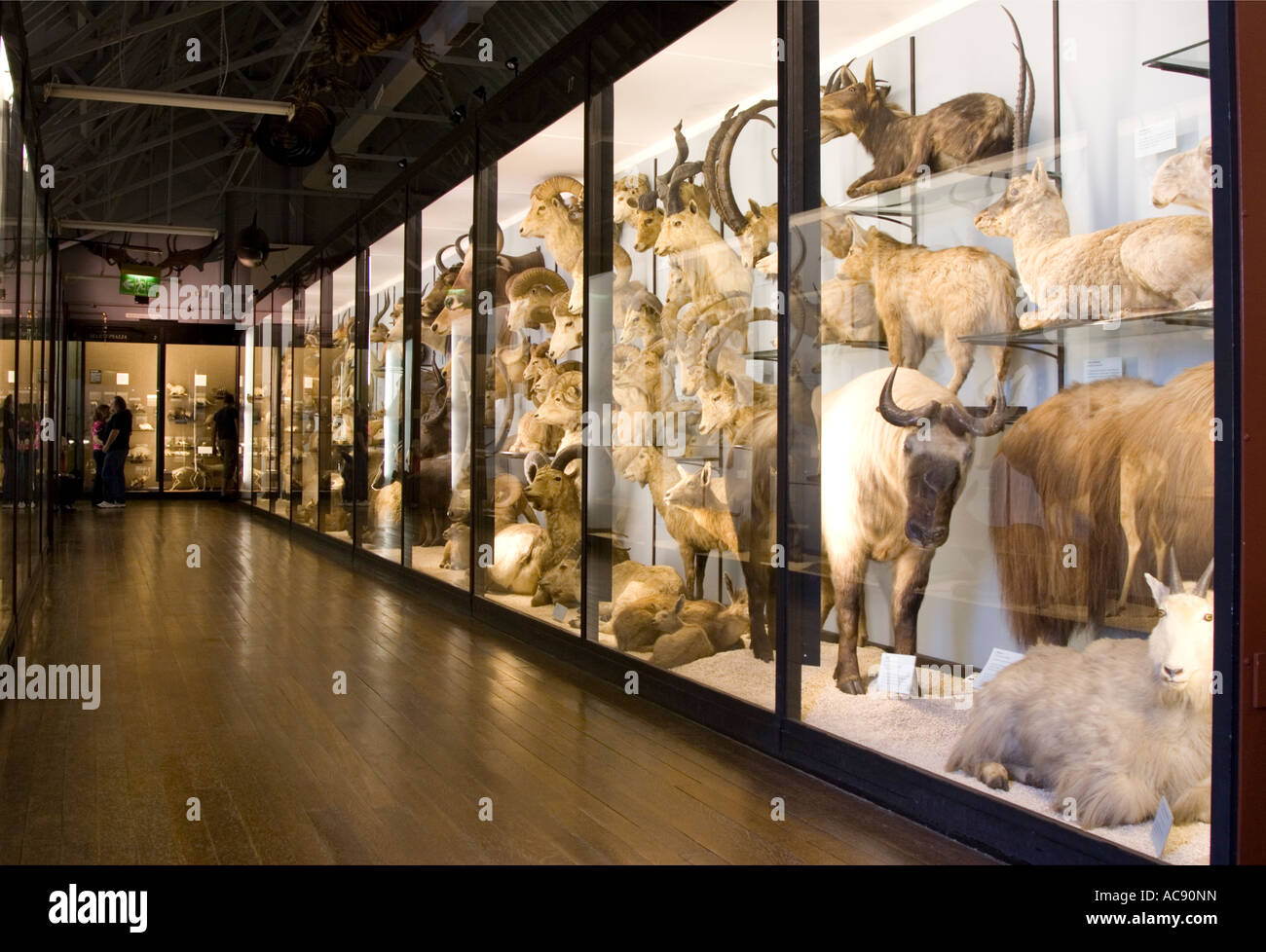 zoological-museum-tring-walter-rothschild-stockfotos-und-bilder-kaufen