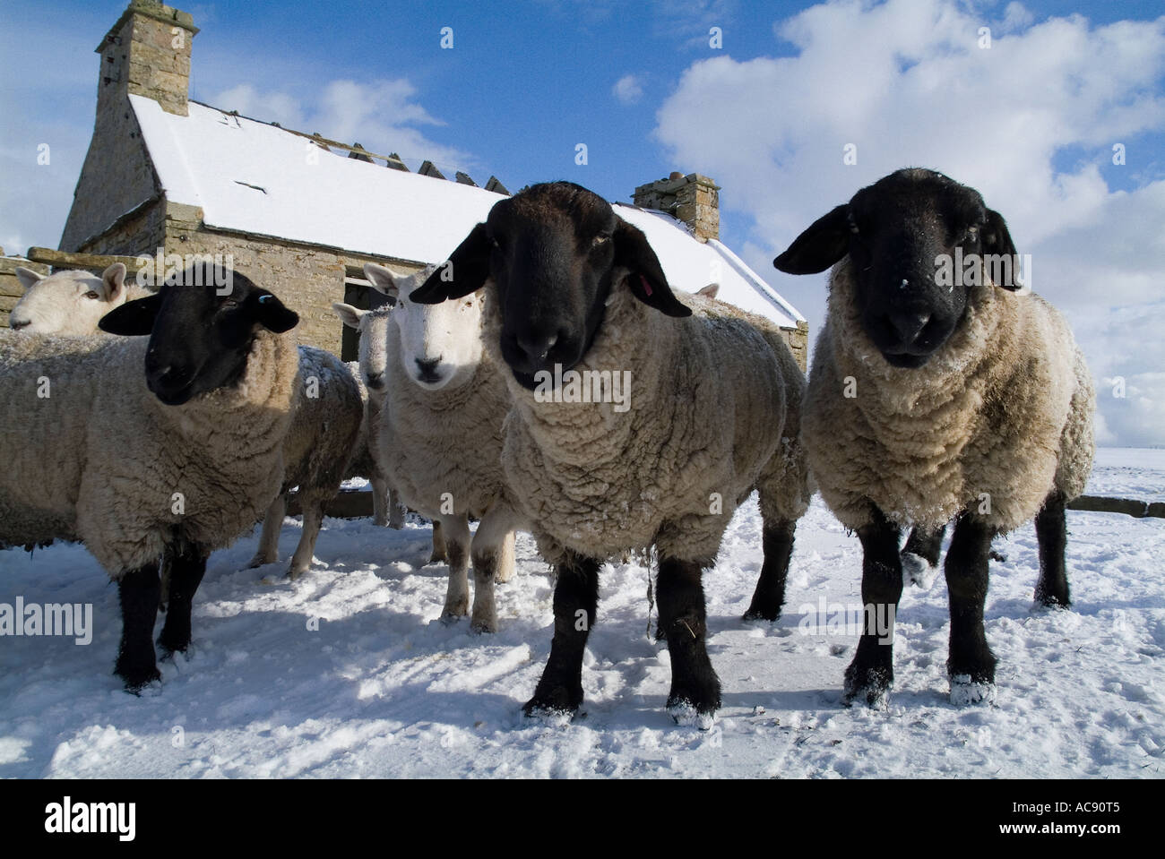 dh Suffolk Schafe SCHAFE UK Rams im Schnee schützend durch Ruined Cottage Winter uk Bauernhof Tiere RAM Stockfoto