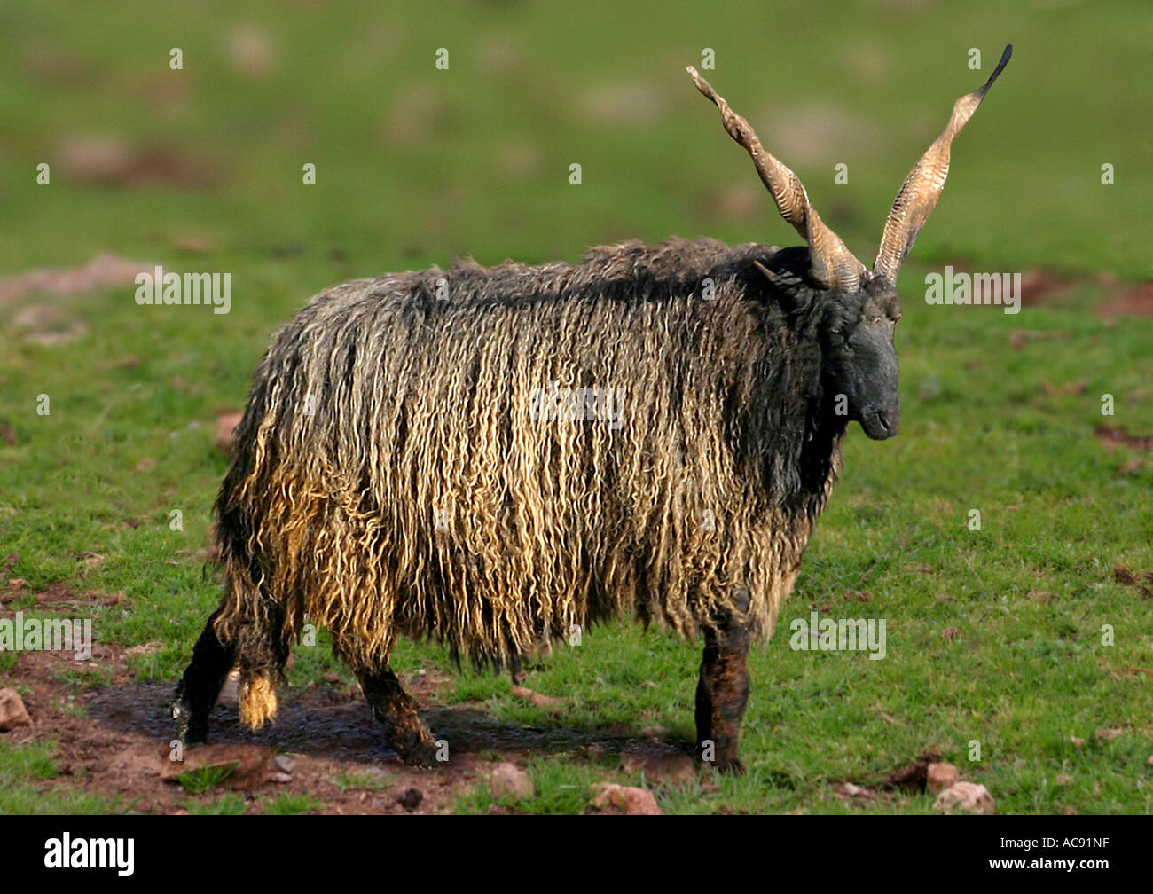 Walachischen (Ovis Ammon F. Aries), stehend auf der Weide Stockfoto