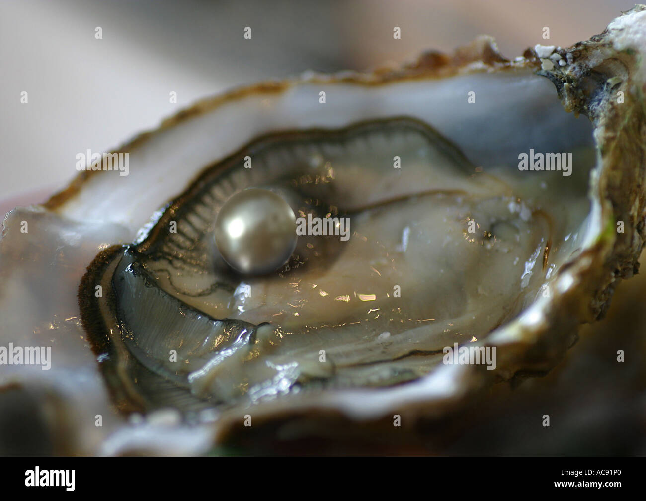Atlantic Pearl-Oyster (Pinctada Imbricata), Perle Stockfoto