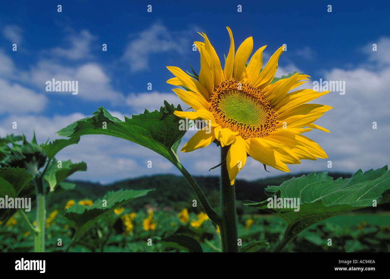 Sonnenblume nr Creysse Dordogne-Tal Frankreich Stockfoto