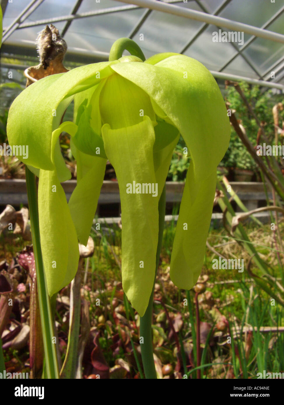 gelbe Schlauchpflanze, Jäger Horn (Sarracenia Flava), fleischfressende Pflanze, Blume Stockfoto