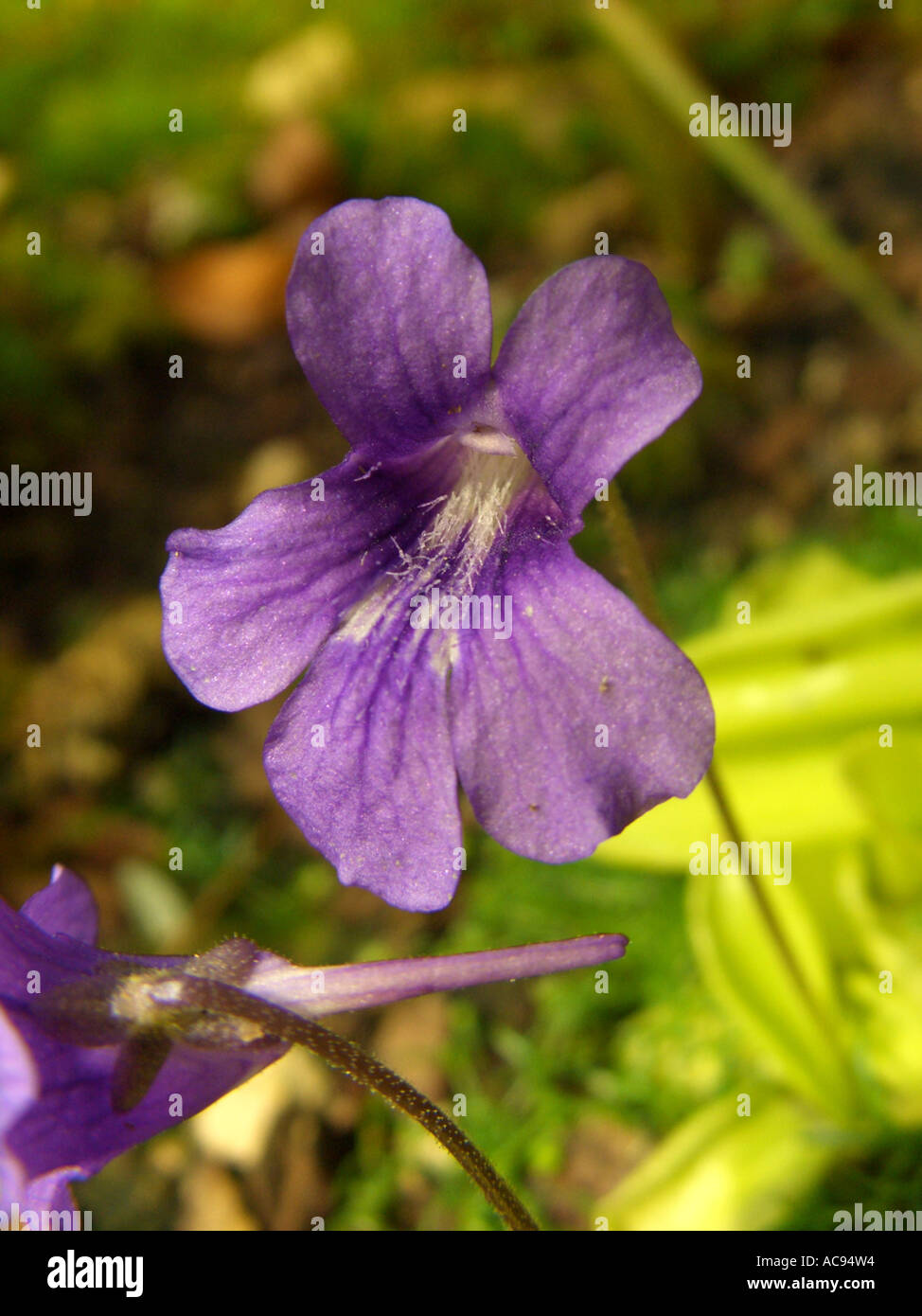 Größere Fettkraut (Pinguicula Grandiflora), fleischfressende Pflanze, Blumen mit Sporn Stockfoto