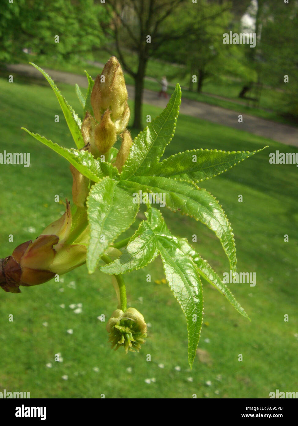 Liquidambar styraciflua spring Fotos und Bildmaterial in hoher