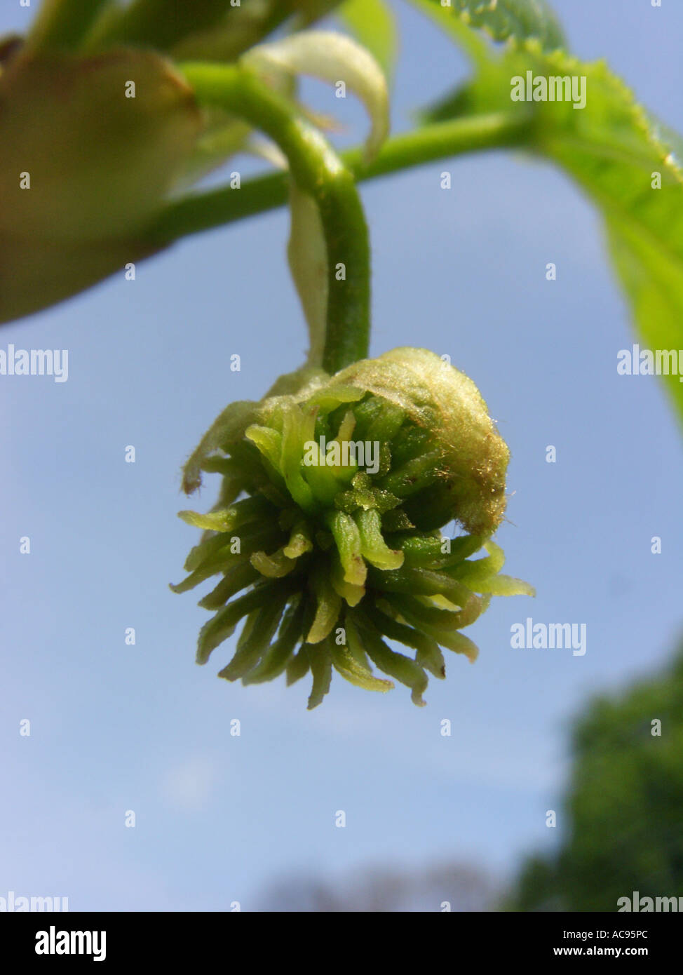 Satin Nussbaum, Amberbaum, Red Gum (Liquidambar Styraciflua