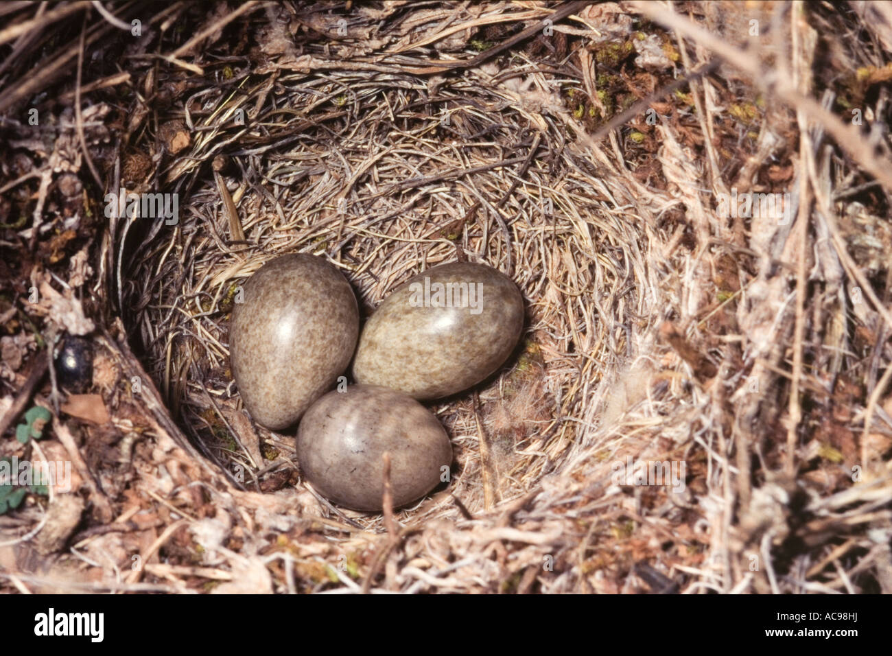 Samtkopfgrasmücke Nest mit drei Eiern Sylvia Melanocephala Spanien Stockfoto