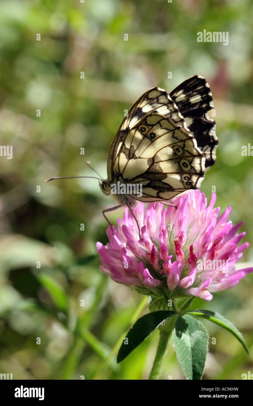 Marmoriert weiß Melanargia Galathea Clover Flower Vercors regionalen Naturpark France Stockfoto