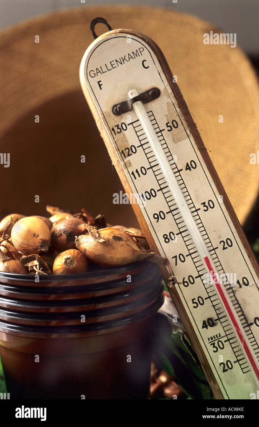 Zwiebel setzt Thermometer alten Strohhut Kunststoff-Töpfe Stockfoto