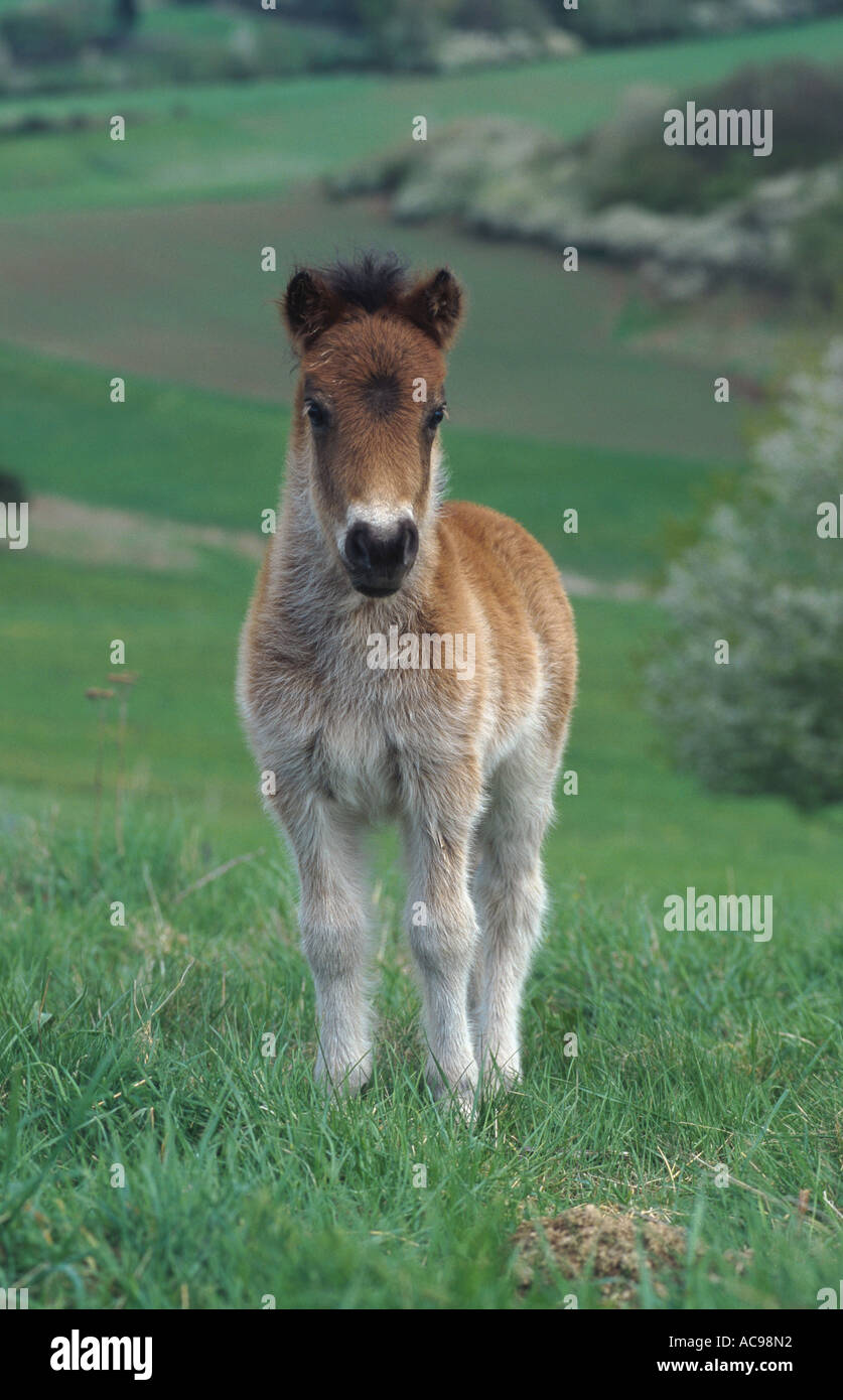 Shetland Pony (Equus Przewalskii F. Caballus), junevile Stockfoto