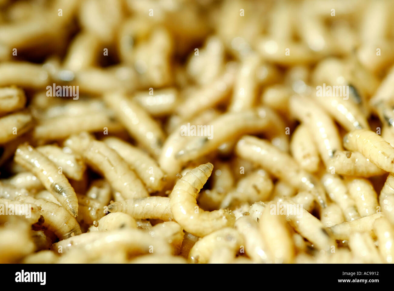 Maden Insect Bluebottle fly larvae -Fotos und -Bildmaterial in hoher Auflösung – Alamy