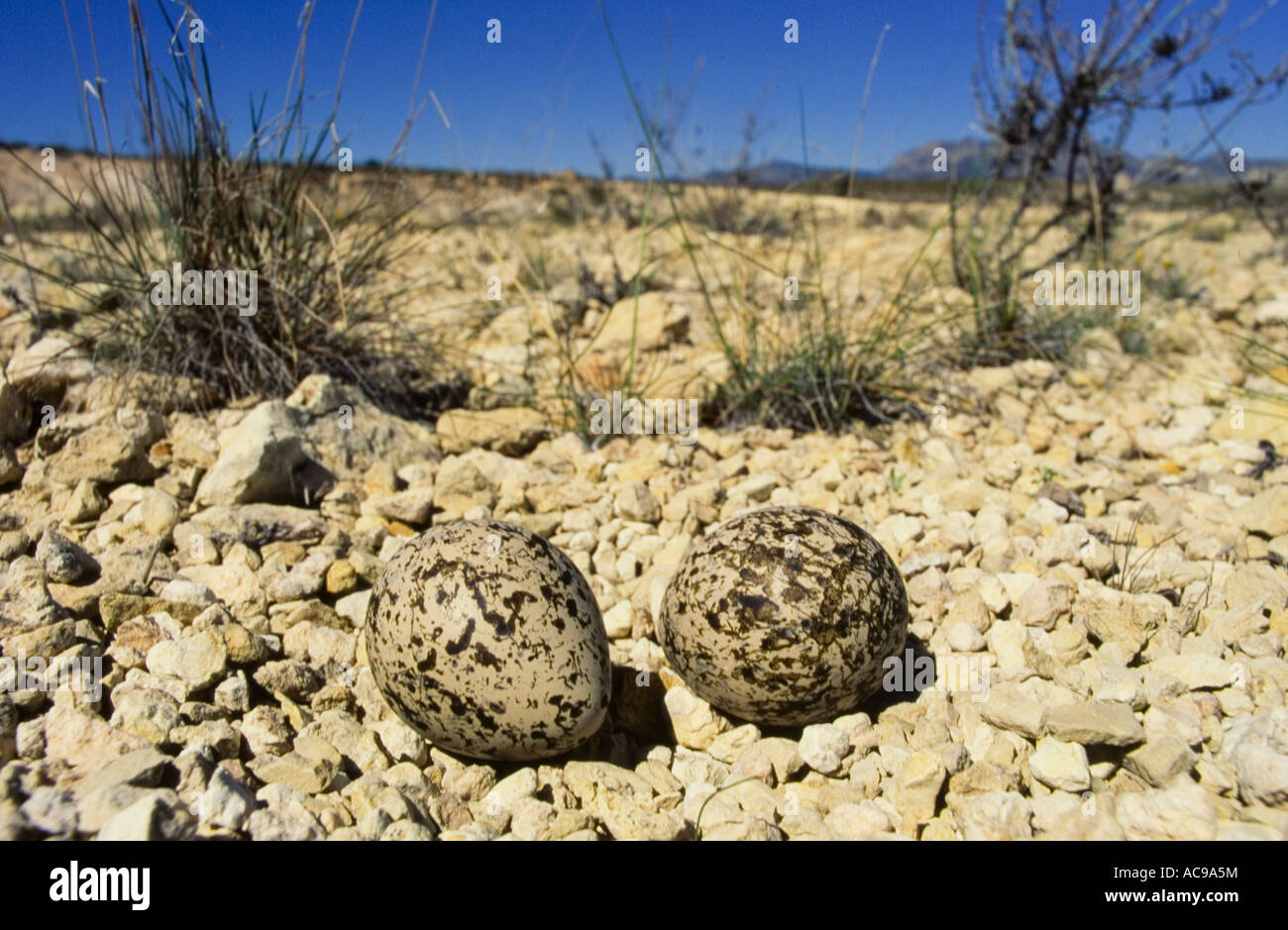 Stein-Brachvogel-Nest mit zwei Eiern Burhinus Oedicnemus Spanien Alicante spanischen Steppen Stockfoto