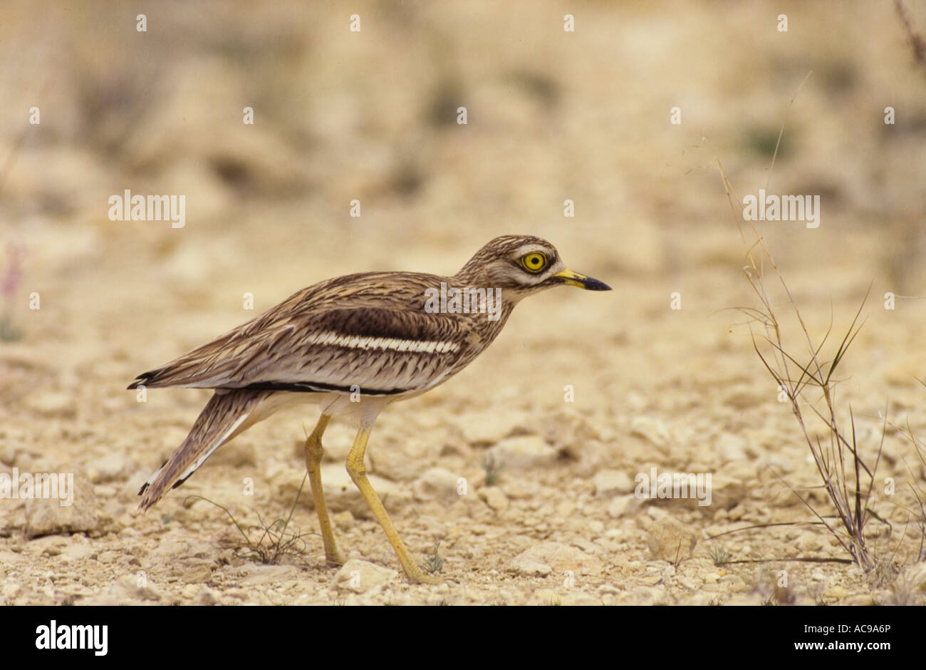Stein Brachvogel spanischen Steppen Burhinus Oedicnemus Alicante Stockfoto