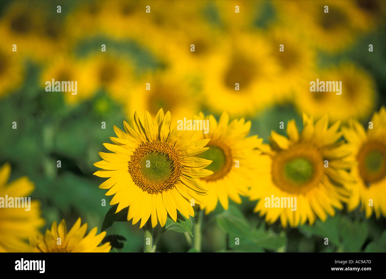Sonnenblumen nr Forcalquier Vaucluse Provence Frankreich Stockfoto