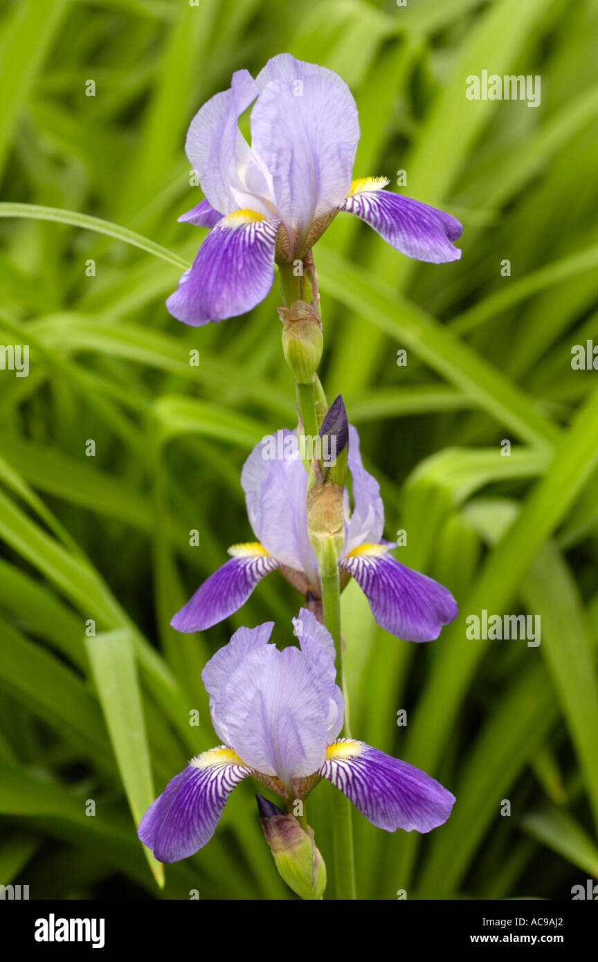Violett blau Blumen der Iridaceae Iris Barbata hort Stockfoto