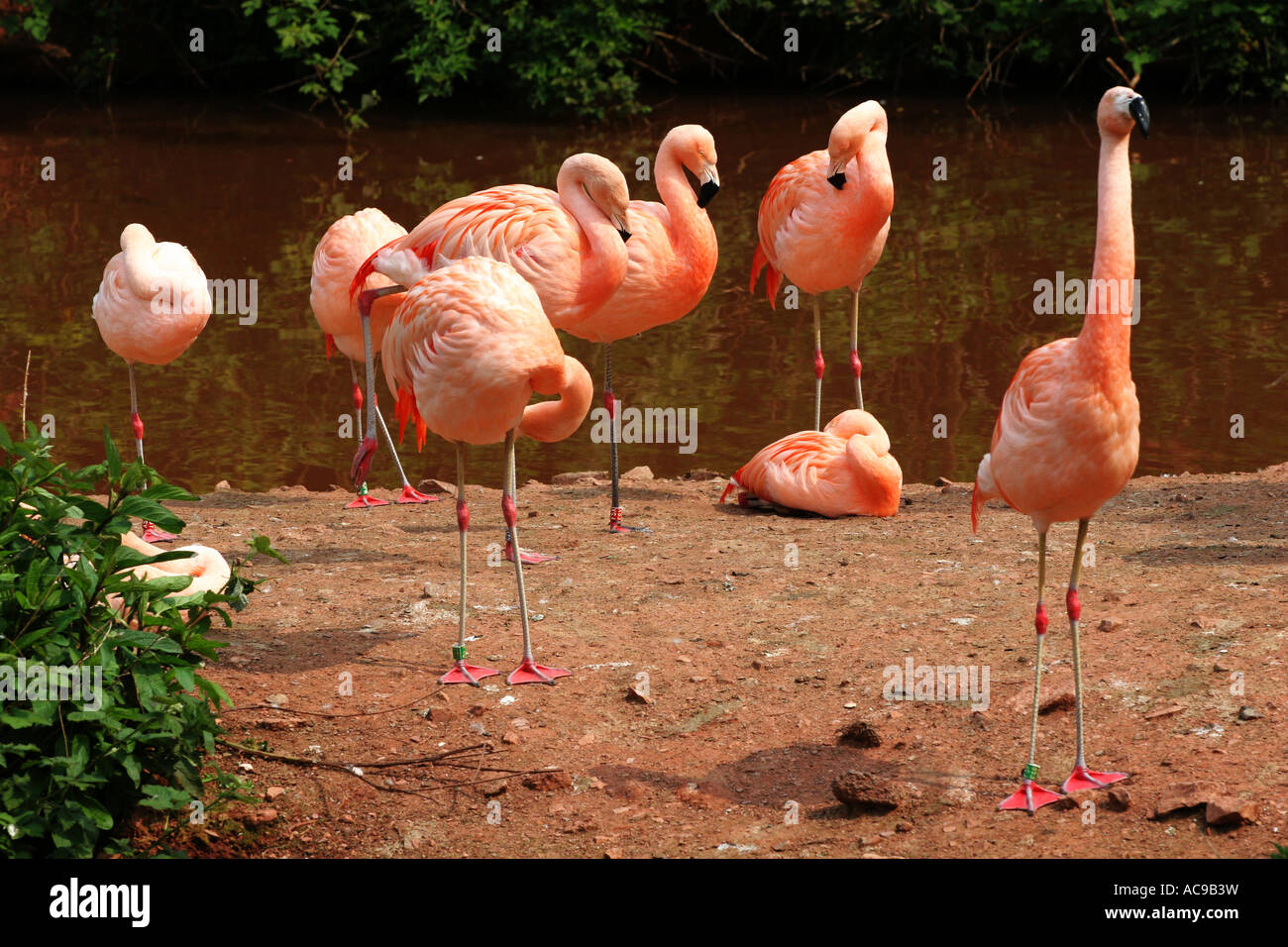 Bunte Wasservögel die berühmten Rosaflamingos, putzen sich an einem See in einem Naturschutzgebiet Stockfoto