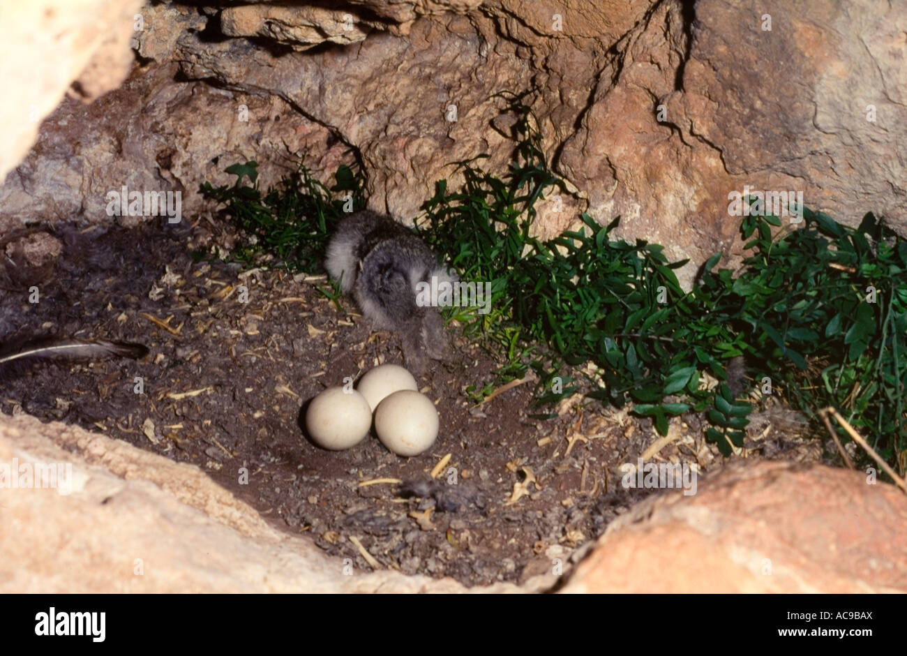 Uhu-Eiern im nest drei Bubo Bubu Spanien Stockfoto